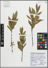 Foto von Salix pentandra L.